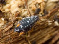 Aphididae