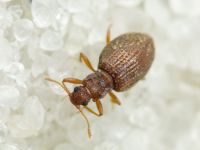 Stephostethus angusticollis