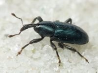Aulacobaris lepidii