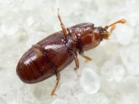 Cerylon ferrugineum