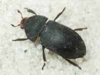 Dermestes (Dermestinus) laniarius