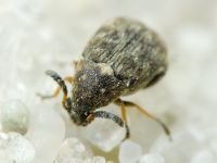 Bruchidius pusillus