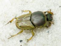 Euoniticellus fulvus