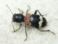 Clerus mutillarius