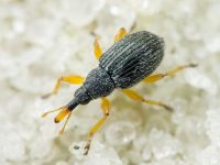 Pseudapion fulvirostre
