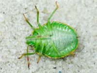 Pentatomidae