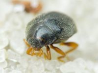 Scymnus rubromaculatus