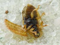 Hypocassida cornea