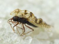 Galeatus sinuatus