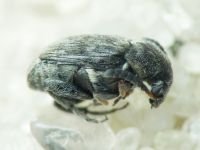Bruchidius pusillus