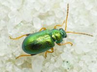 Crepidodera fulvicornis