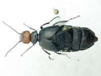 Meloidae