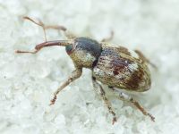 Pachytychius sparsutus