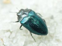 Habroloma breiti