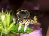 Anthidium punctatum