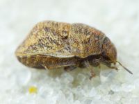 Psacasta (Cryptodontus) neglecta