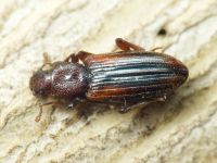 Bothrideres bipunctatus