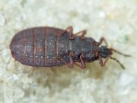 Aneurus (Aneurodes) avenius