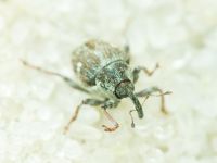 Curculionidae