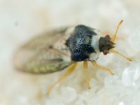 Parapiesma variabile