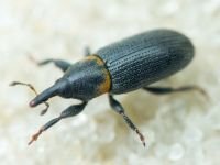 Mecinus collaris