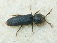 Melasis buprestoides