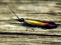 Coleophora spissicornis