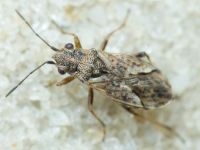 Nysius thymi
