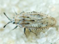 Tingis (Tingis) grisea