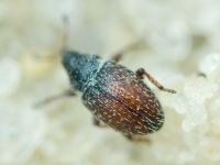 Mecinus plantaginis