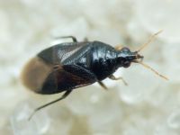 Anthocoridae