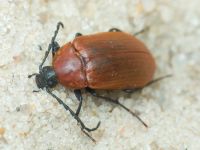 Pseudocistela ceramboides
