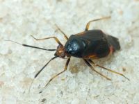 Deraeocoris ruber