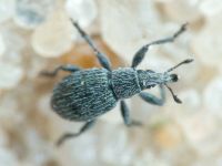 Pseudoperapion brevirostre