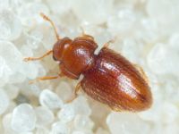 Mycetaea subterranea