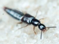 Staphylinidae
