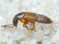 Erichsonius
