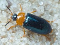 Tetratoma (Tetratoma) fungorum