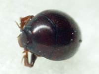 Abraeus