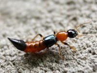 Insecta