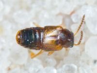 Staphylinidae