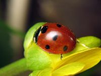 Coccinella septempunctata