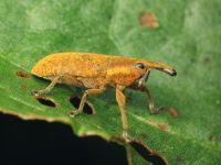 Lixus (Dilixellus) bardanae