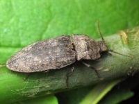 Agrypnus murinus
