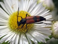 Stenurella bifasciata