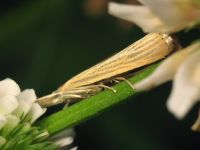 Crambidae