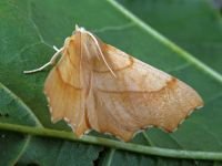 Ennomos quercinaria
