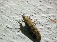 Pyralidae