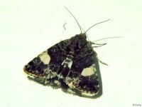 Tyta luctuosa