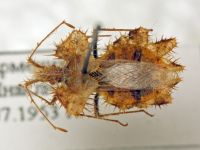 Phyllomorpha laciniata